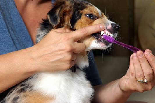 Beyond Bad Breath: How the Right Dog Chews & Treats Boost Dental Health
