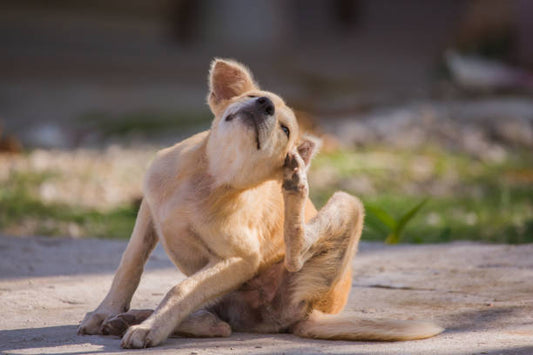 Is Your Dog Itchy or Gassy? The Truth About Food Sensitivities & The Power of Limited-Ingredient Treats